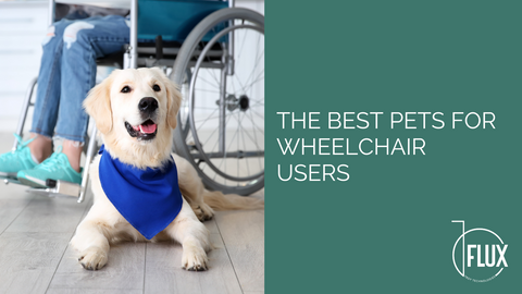 Dog in front of wheelchair